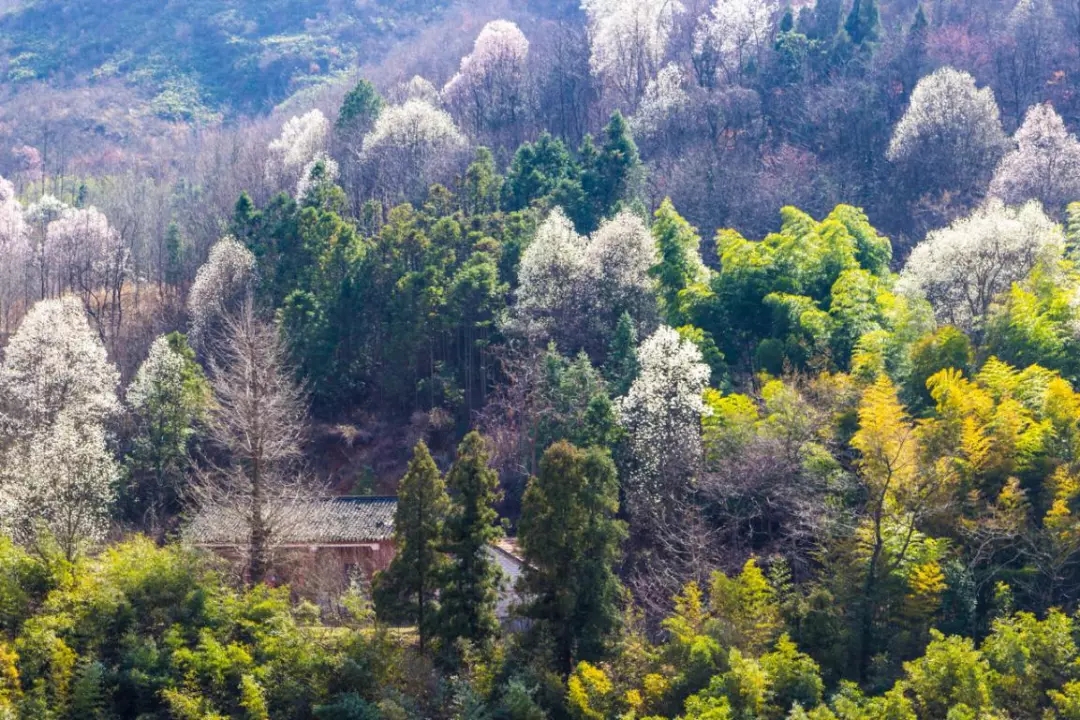 春遊江淮請您來丨向著(zhe)紅(hóng)土(tǔ)地的方向，春遊皖西(xī)